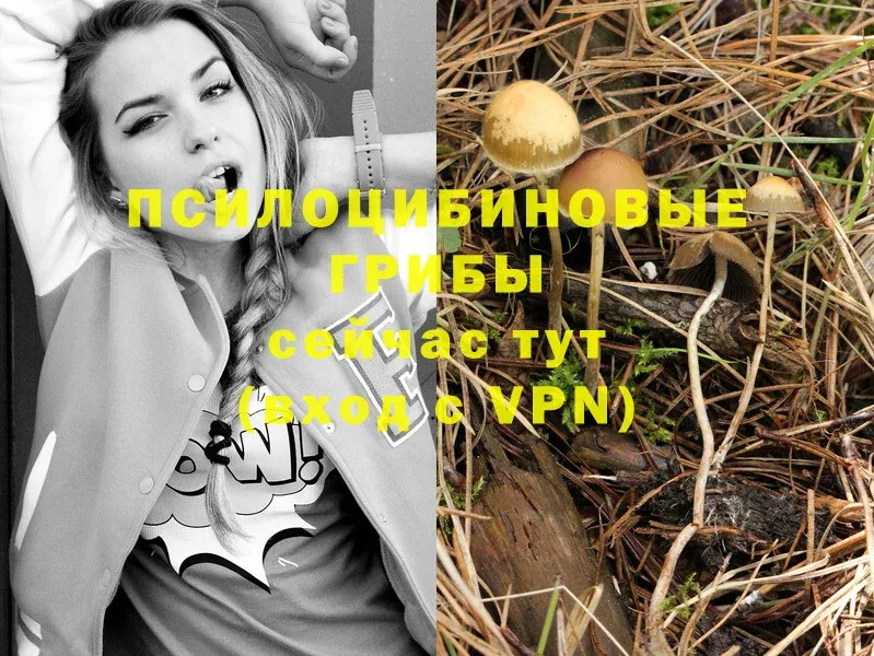 купить наркоту  Бутурлиновка  Псилоцибиновые грибы Magic Shrooms 